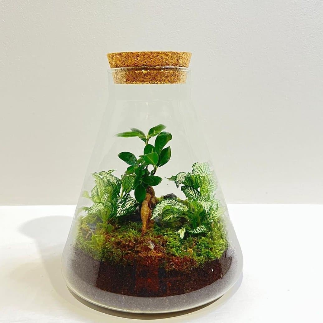 TERRARIUM MARYFLOR - DELUXY