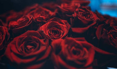 “One, two… three hundred roses for you”