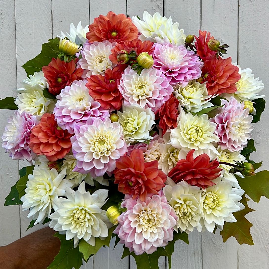 Bouquet Dalie Colorate - DELUXY