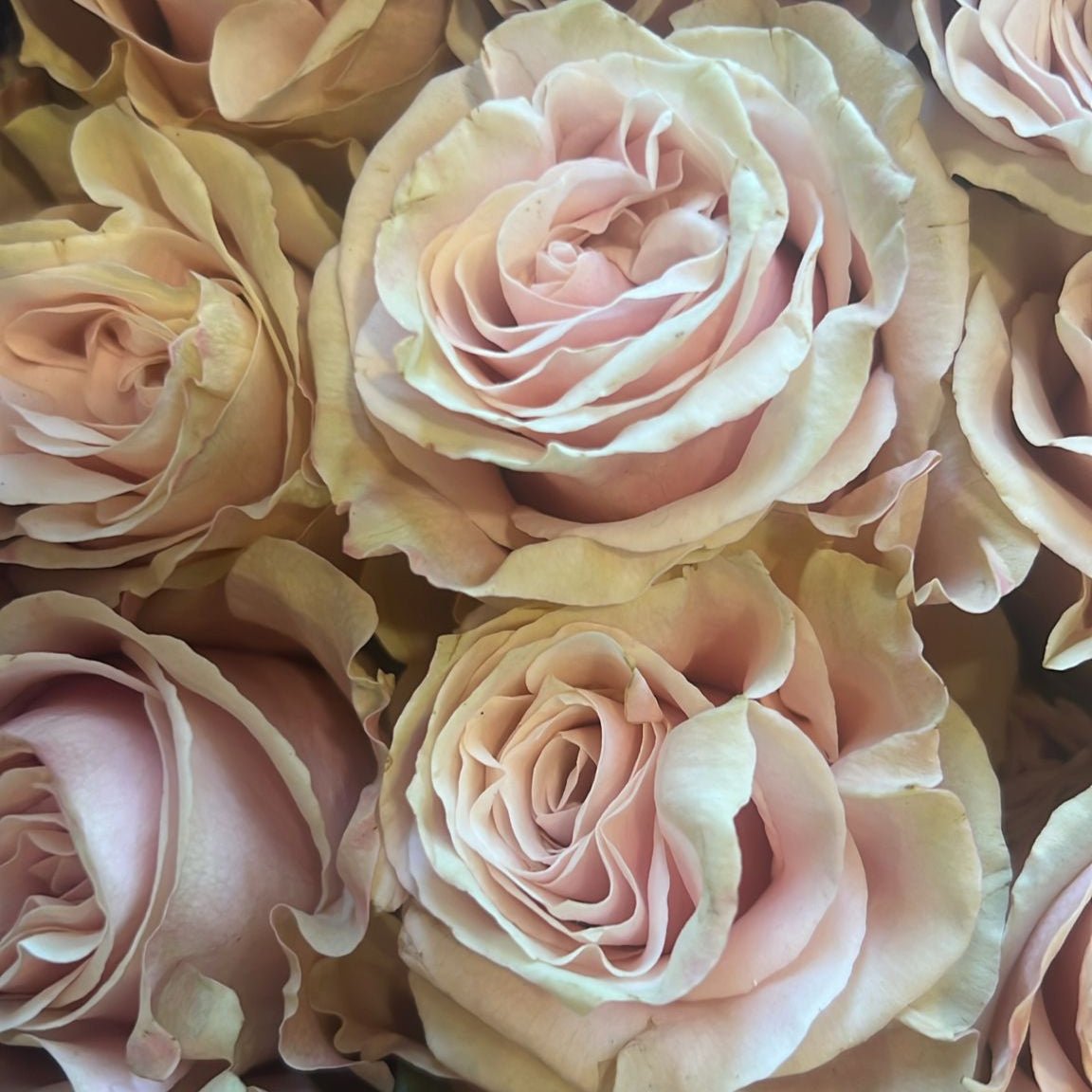 MAXI Bouquet The Queen Roses - DELUXY