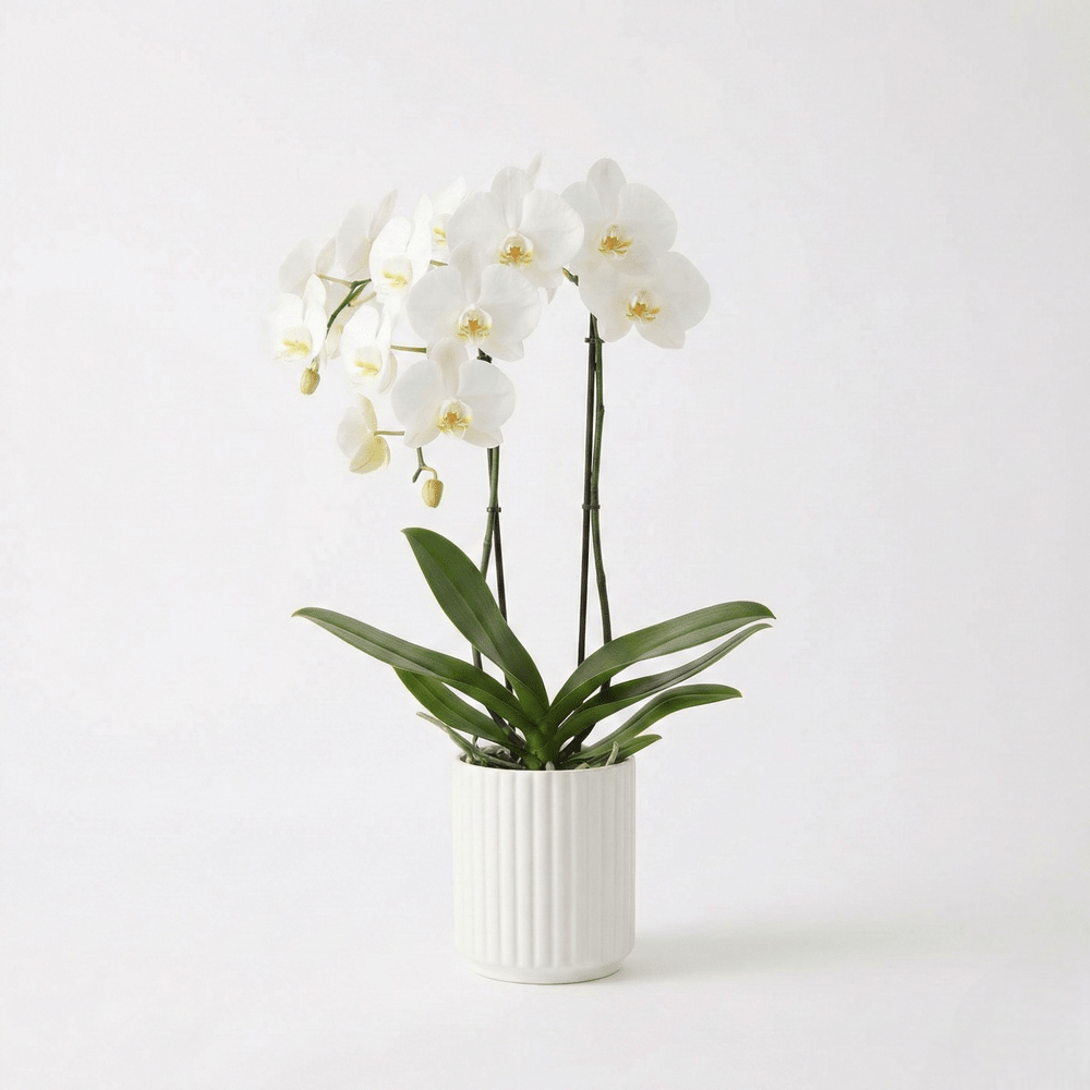 Orchidea Bianca – Fiori, Deluxy, vista 3
