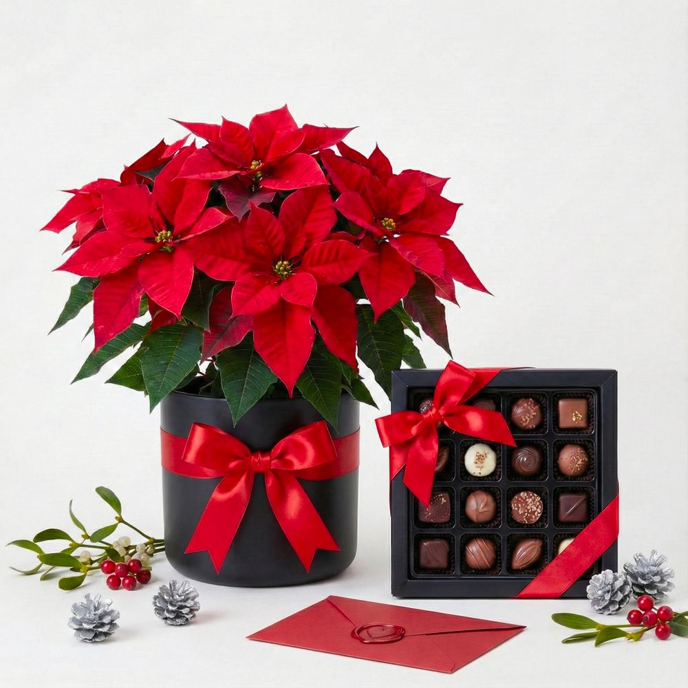 Stelle di Natale e Praline d'Autore - DELUXY