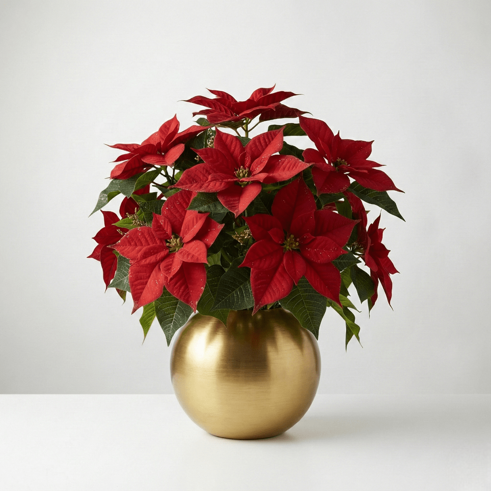 Stelle di Natale (vaso incluso) - DELUXY