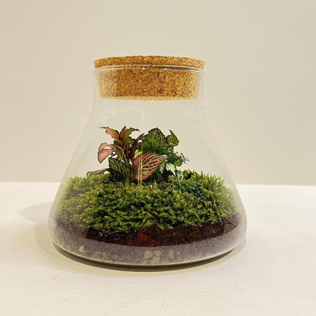 Terrarium – Milano città – Wild